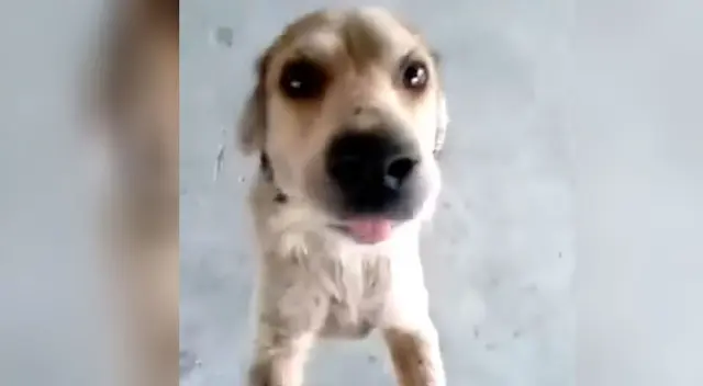 El conmovedor reencuentro de un joven con su perro luego de buscarlo por más de 3 meses