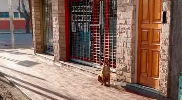 Mujer fallece y su perrita todavía la sigue esperando Mujer fallece y su perrita todavía la sigue esperando