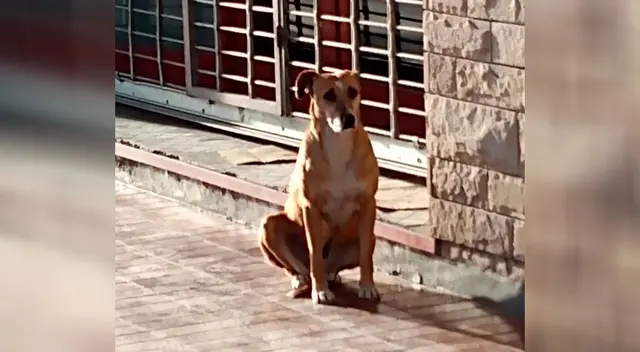 Mujer fallece y su perrita todavía la sigue esperando Mujer fallece y su perrita todavía la sigue esperando