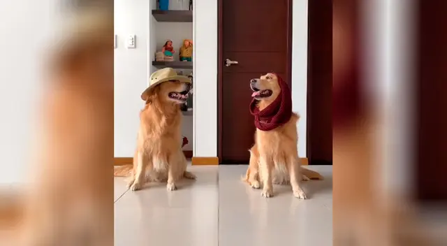 Perrito hace cómica parodia del tema ‘Me miró y la miré’