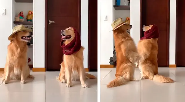 Perrito hace cómica parodia del tema ‘Me miró y la miré’