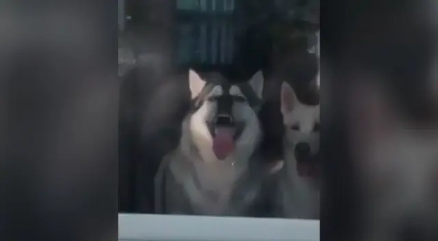La curiosa reacción de un perrito para intentar llamar la atención de su dueño La curiosa reacción de un perrito para intentar llamar la atención de su dueño