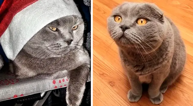 La dueña de Vincent admitió que decidió venderlo para que pudiera hacer felices a otras personas.