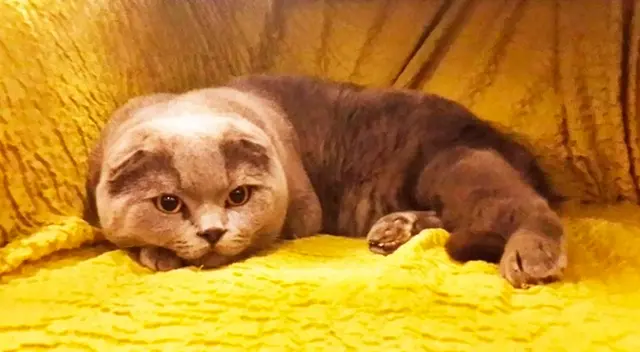 La dueña de Vincent admitió que decidió venderlo para que pudiera hacer felices a otras personas.