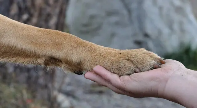 No hay duda que el perro es el mejor amigo del hombre.