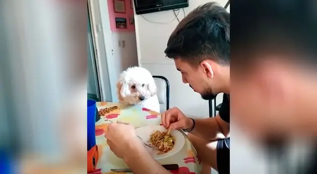 Perrito no deja de observar a su dueño hasta que le invite un poco de su comida Perrito no deja de observar a su dueño hasta que le invite un poco de su comida