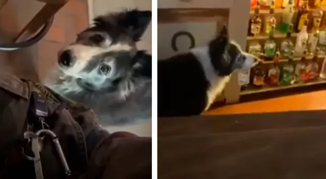 Perrito “trabaja” recogiendo las propinas de un restaurante