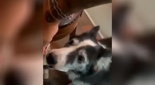 Perrito “trabaja” recogiendo las propinas de un restaurante
