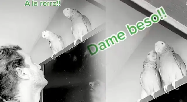 Cotorras hacen de las suyas en TikTok. Cotorras hacen de las suyas en TikTok.