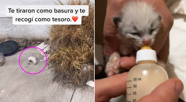 El gatito fue abandonado en medio de la basura.