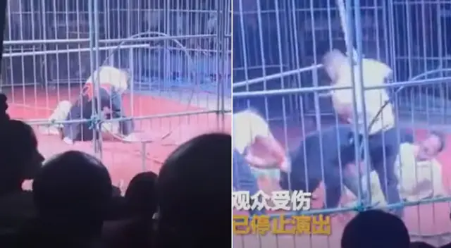 El oso fue golpeado por tres hombres. El oso fue golpeado por tres hombres.