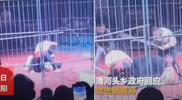 El oso fue golpeado por tres hombres. El oso fue golpeado por tres hombres.