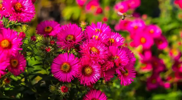 Flores que puedes cultivar en primavera.