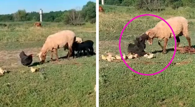 Gallina no teme enfrentarse a oveja para cuidar a sus polluelos