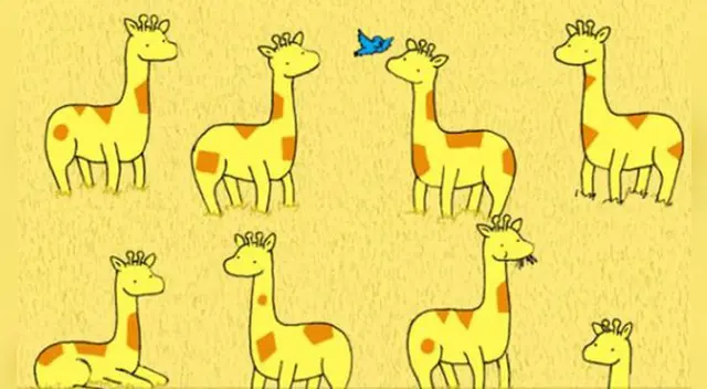 Hay una sola jirafa que no tiene a su pareja.