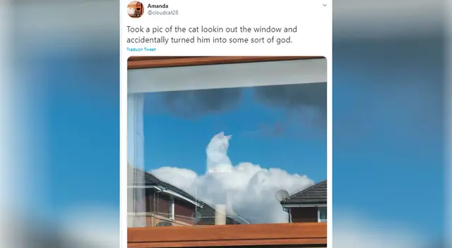 La fotografia del gato que se volvió viral La fotografia del gato que se volvió viral