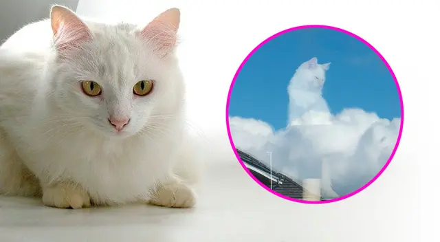 Curioso detalle volvió viral al gatito en Twitter. Curioso detalle volvió viral al gatito en Twitter.