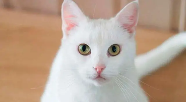 Curioso detalle volvió viral al gatito en Twitter. Curioso detalle volvió viral al gatito en Twitter.