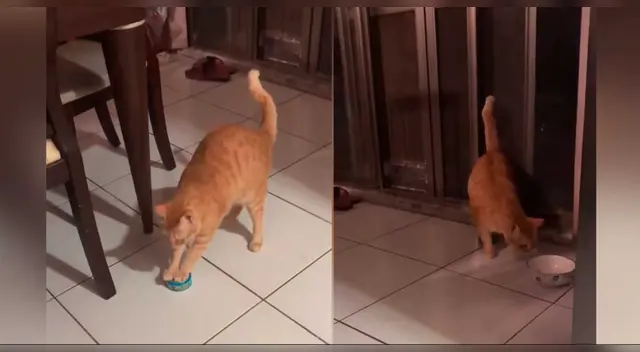 La escena causó la risa de varios usuarios en las redes sociales.