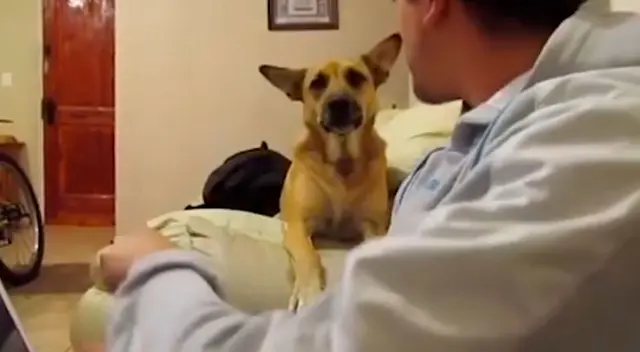 La dulce ‘pelea’ entre un hombre y su mascota La dulce ‘pelea’ entre un hombre y su mascota