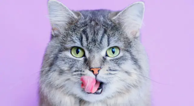 Una cámara de seguridad captó la reacción de un gato esperando a que su dueña regrese con su cena. El video no tardó en volverse viral en YouTube. Una cámara de seguridad captó la reacción de un gato esperando a que su dueña regrese con su cena. El video no tardó en volverse viral en YouTube.