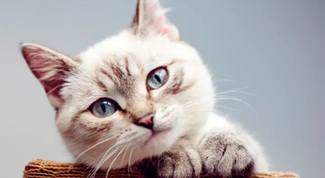 Una cámara de seguridad captó la reacción de un gato esperando a que su dueña regrese con su cena. El video no tardó en volverse viral en YouTube. Una cámara de seguridad captó la reacción de un gato esperando a que su dueña regrese con su cena. El video no tardó en volverse viral en YouTube.