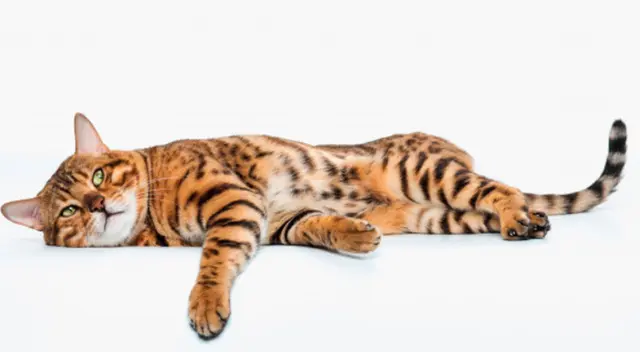 Una cámara de seguridad captó la reacción de un gato esperando a que su dueña regrese con su cena. El video no tardó en volverse viral en YouTube. Una cámara de seguridad captó la reacción de un gato esperando a que su dueña regrese con su cena. El video no tardó en volverse viral en YouTube.