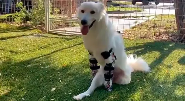 Perrita conmueve a todos al correr por primera vez con sus prótesis nuevas Perrita conmueve a todos al correr por primera vez con sus prótesis nuevas