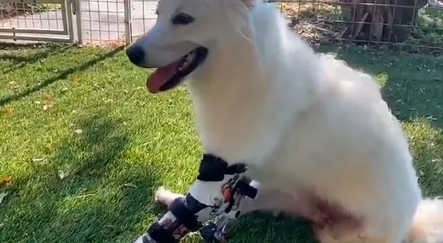 Perrita conmueve a todos al correr por primera vez con sus prótesis nuevas Perrita conmueve a todos al correr por primera vez con sus prótesis nuevas