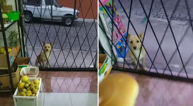 El perrito recibió un premio a su fidelidad. El perrito recibió un premio a su fidelidad.