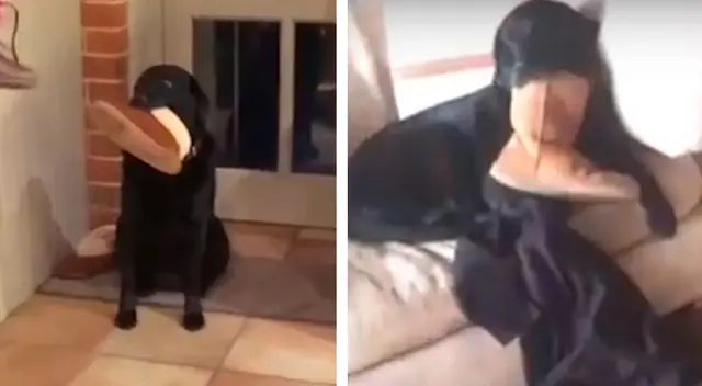 Perro se queda dormido esperando a que su dueña lo saque a pasear Perro se queda dormido esperando a que su dueña lo saque a pasear