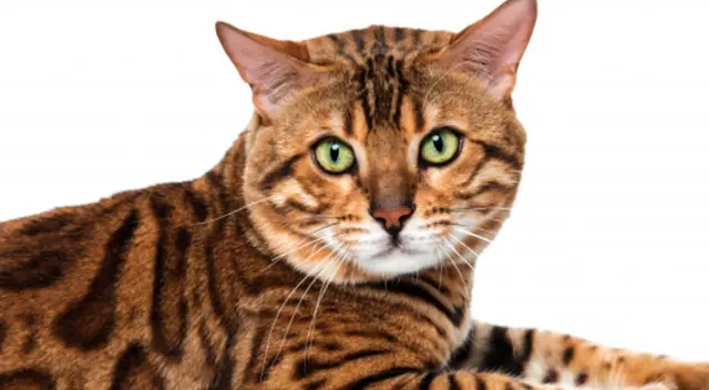 ¡Increíble! Un gato sorprendió por su actitud al esperar que su dueña le sirva la comida. El clip viral de Youtube ya lleva miles de reacciones de los internautas. ¡Increíble! Un gato sorprendió por su actitud al esperar que su dueña le sirva la comida. El clip viral de Youtube ya lleva miles de reacciones de los internautas.