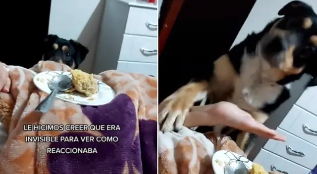 El perrito hizo todo lo posible para llamar la atención de su dueña.