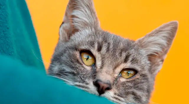 En Taiwán, un gatito dejó sorprendidos a muchos internautas al tener un comportamiento distinto cuando su dueño se demoraba en servirle su comida. En Taiwán, un gatito dejó sorprendidos a muchos internautas al tener un comportamiento distinto cuando su dueño se demoraba en servirle su comida.