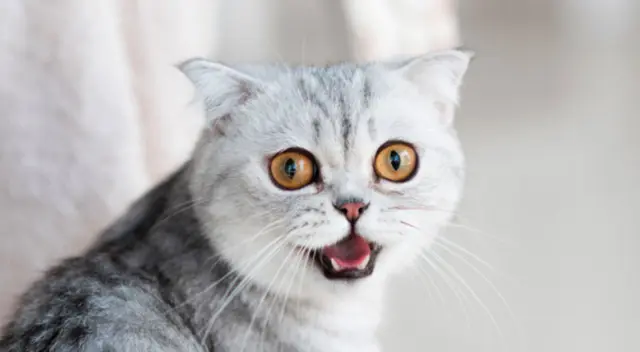 En Taiwán, un gatito dejó sorprendidos a muchos internautas al tener un comportamiento distinto cuando su dueño se demoraba en servirle su comida. En Taiwán, un gatito dejó sorprendidos a muchos internautas al tener un comportamiento distinto cuando su dueño se demoraba en servirle su comida.