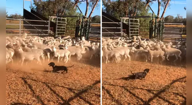 La  escena llamó la atención de los usuarios en las redes sociales.