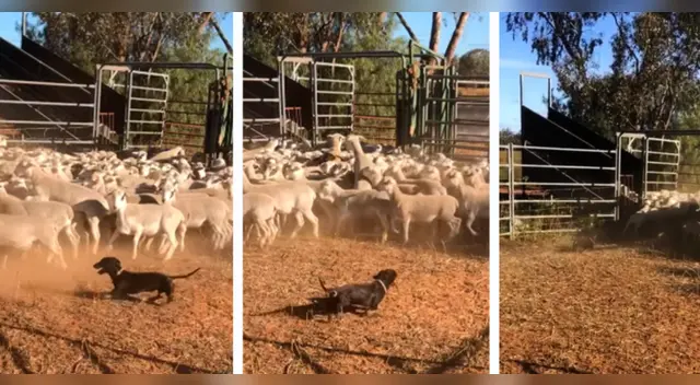 El clip cuenta con miles de reproducciones en YouTube.