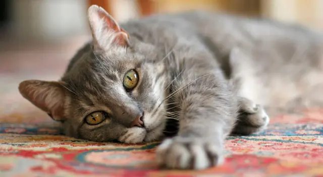 Si los vómitos se producen de manera intensa debemos consultarlo con el veterinario.