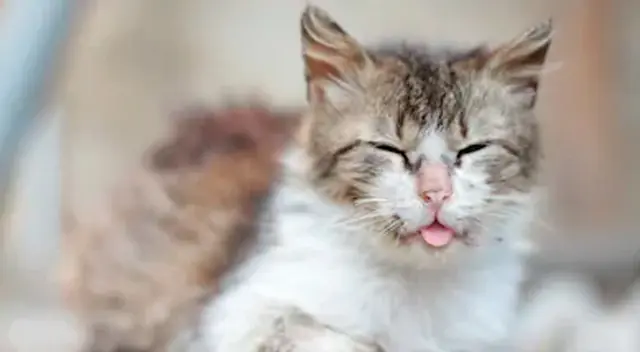 Si los vómitos se producen de manera intensa debemos consultarlo con el veterinario.