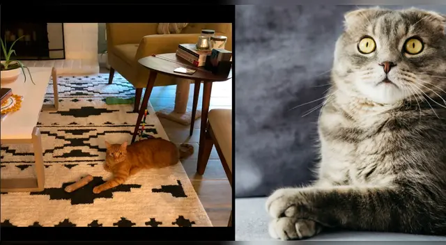 El challengue de Facebook ha puesto en aprietos a miles en las redes sociales. El challengue de Facebook ha puesto en aprietos a miles en las redes sociales.