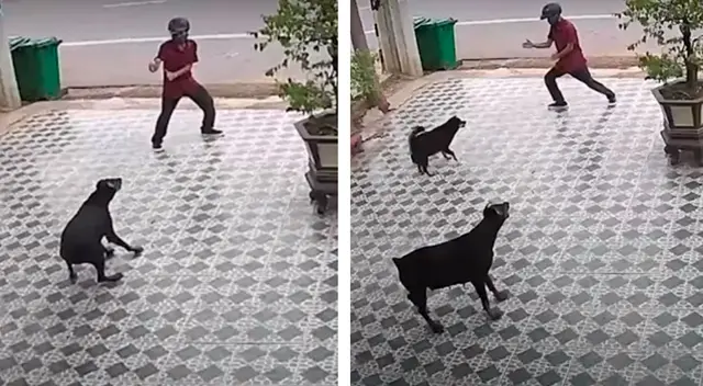 El hombre distrajo a los perros con sus curiosos movimientos. El hombre distrajo a los perros con sus curiosos movimientos.