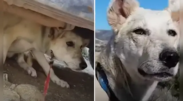 La emotiva historia se ha robado el corazón de miles de usuarios en las redes sociales.