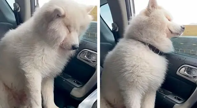 Perrito lucha por no quedarse dormido en el auto sin mucho éxito Perrito lucha por no quedarse dormido en el auto sin mucho éxito
