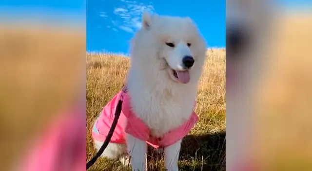 Perrito lucha por no quedarse dormido en el auto sin mucho éxito Perrito lucha por no quedarse dormido en el auto sin mucho éxito
