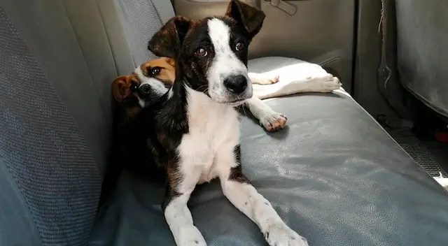 Foto: Municipalidad de Surco.