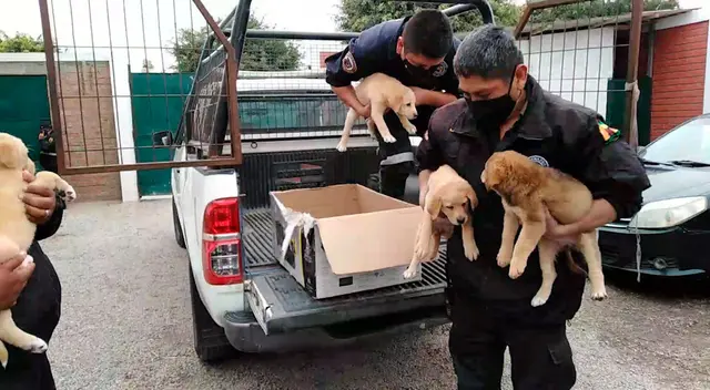 Foto: Municipalidad de Surco.