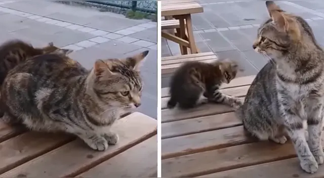 La cómica escena causó la risa de miles de internautas en las redes sociales. La cómica escena causó la risa de miles de internautas en las redes sociales.