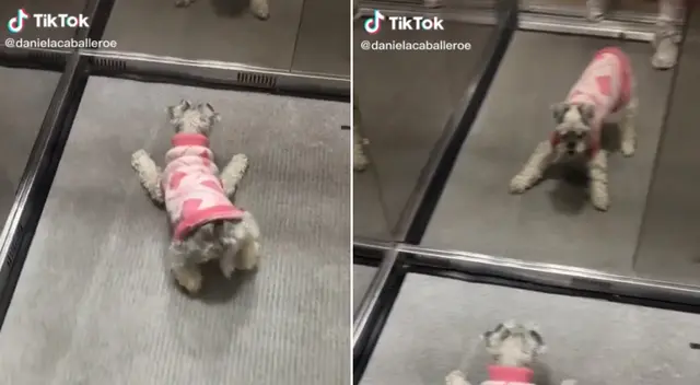 La perrita se sorprendió al ver su reflejo en el espejo. La perrita se sorprendió al ver su reflejo en el espejo.