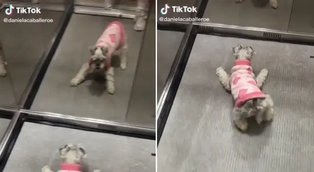 La perrita se sorprendió al ver su reflejo en el espejo. La perrita se sorprendió al ver su reflejo en el espejo.