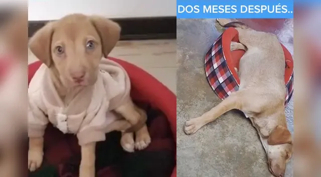 La cómica escena causó la risa de miles de internautas en las redes sociales.